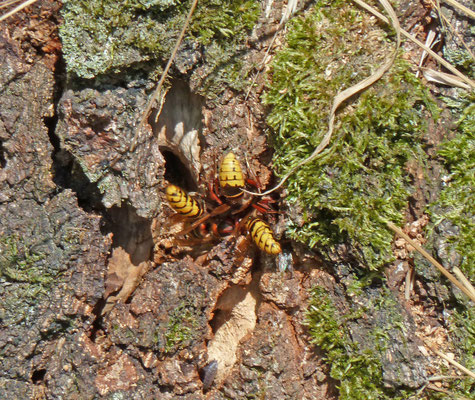 Vespa crabro - Hoornaar