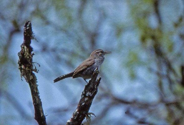 Bewick's Wren