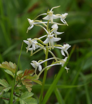 Platanthera x hybrida (P. bifolia x P. chlorantha)