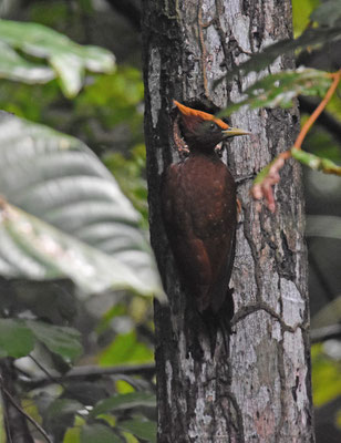 Chestnut Woodpecker, female