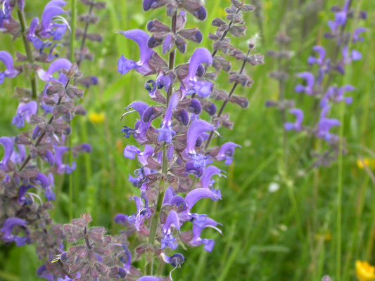 Salvia pratensis - Veldsalie