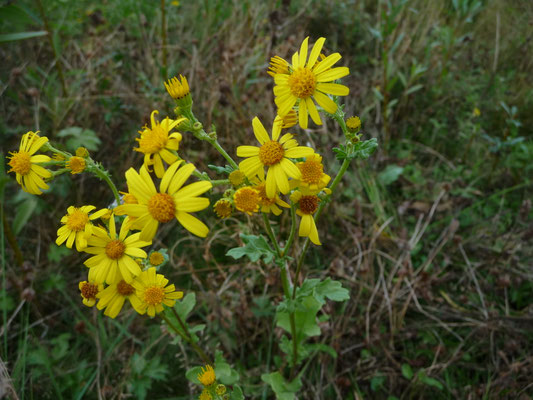 Senecio aquaticus - Waterkruiskruid