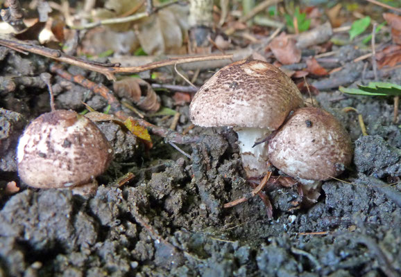 Lepiota brunneoincarnata  Gegordelde parasolzwam