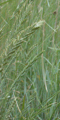 Elymus athericus - Zeekweek