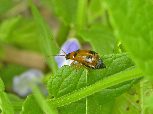 Phyllobrotica quadrimaculata - Glidkruidhaantje