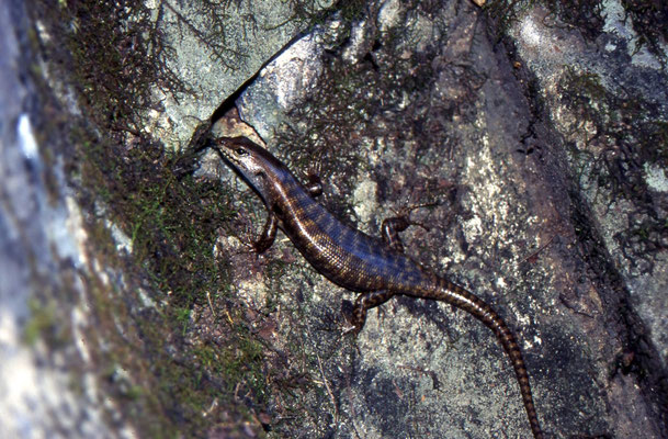 Eulamprus amplus