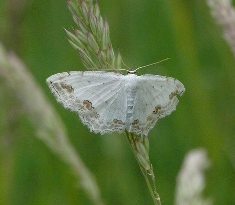 Scopula ornata - Kantstipspanner