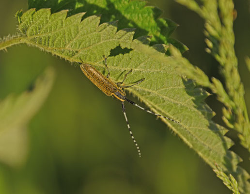 Distelboktor - Agapanthia villoviridescens