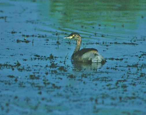 Australasian Grebe