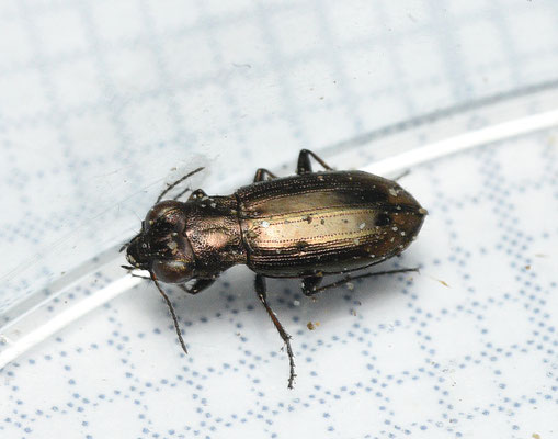 Notiophilus substriatus - Oeverspiegelloopkever