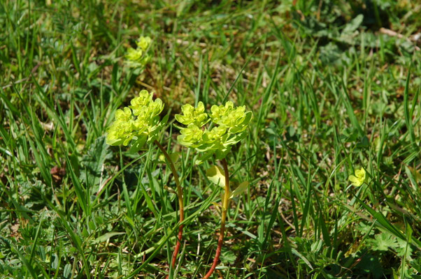 Euphorbia helioscopa - Kroontjeskruid
