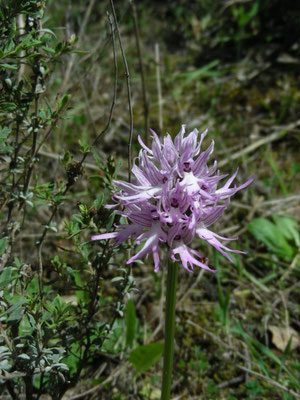 Orchis italica - Italiaanse orchis