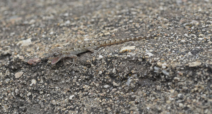 Mediodactylus danilewskii