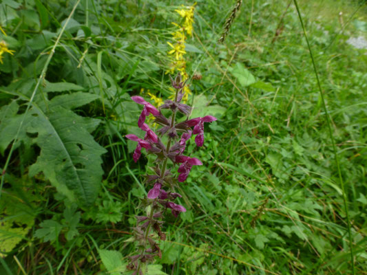 Stachys sylvatica - Bosandoorn