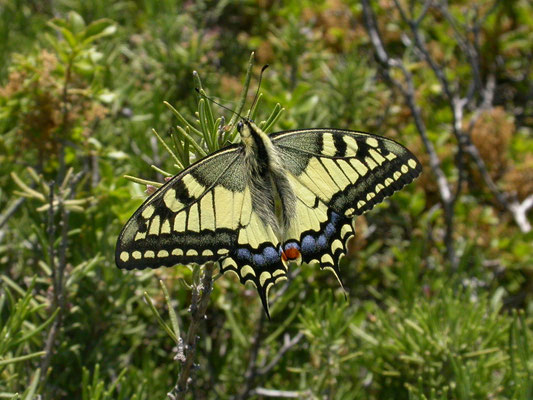 koninginnepage (Papilio machaon)