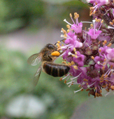 Apis mellifera - Honingbij