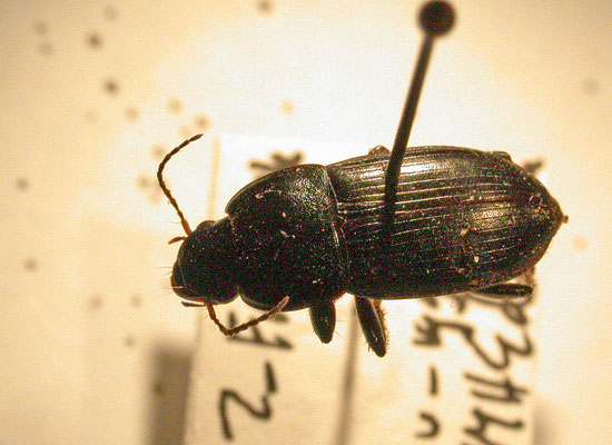 Harpalus dimidiatus