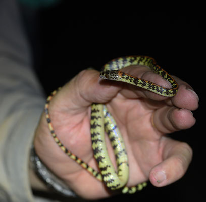 Siphlophis cervinus - Gevlekte Roodrugliaanslang