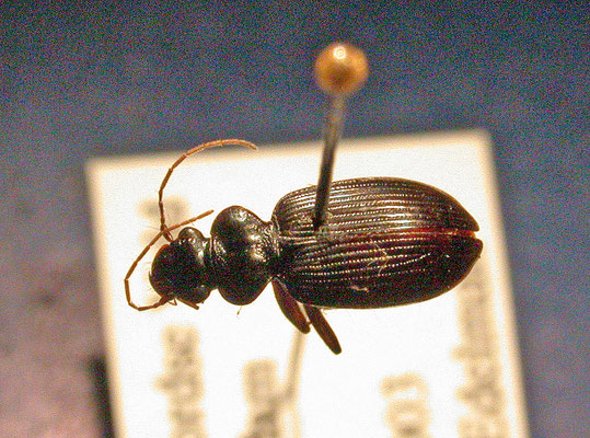 Leistus fulvibarbis