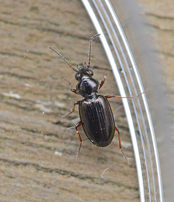 Bembidion properans - Puntglanspriemkever