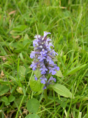 Ajuga reptans - Kruipend zenegroen