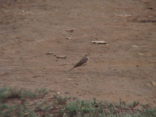 Anthus leucophrys - Plain-backed Pipit