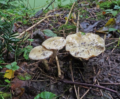 Pholiota lenta - Slijmige blekerik