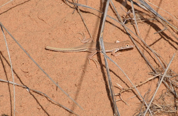 Acanthodactylus aegyptius