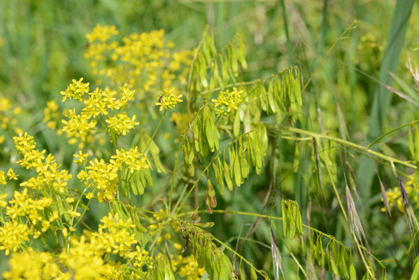 Isatis tinctoria - Wede
