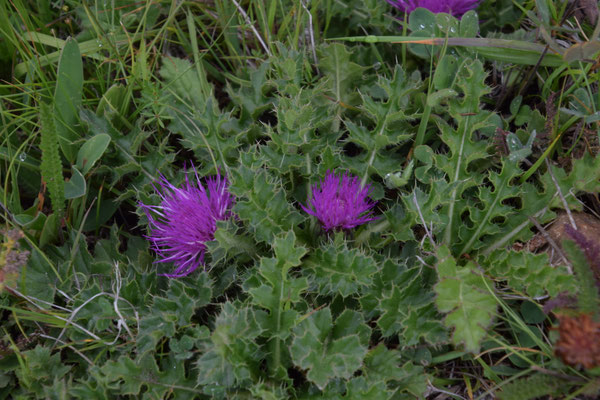 Cirsium acaule - Aarddistel