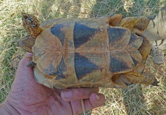 Testudo marginata weissingeri - Dwergklokschildpad