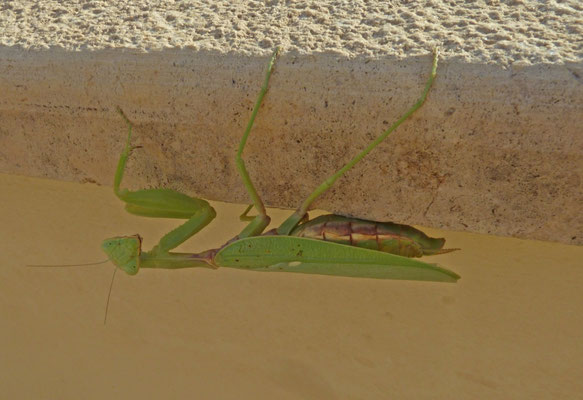 Mantis religiosa