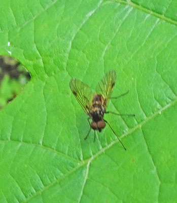 Chrysopilus cristatus - Gewone schubsnipvlieg