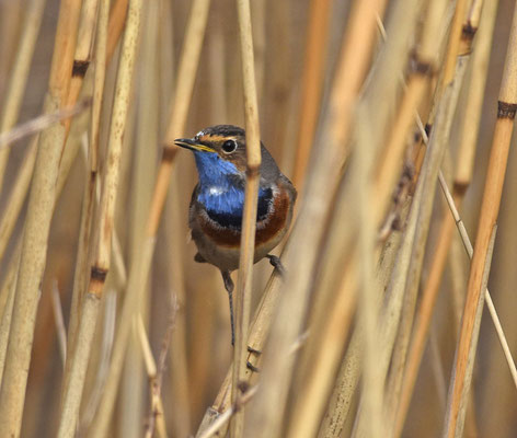 Blauwborst