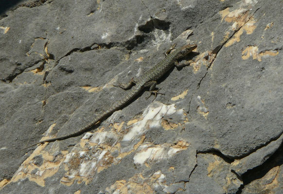 Dinarolacerta montenigrina