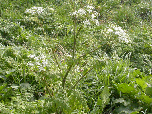 Anthriscus sylvestris - Fluitenkruid