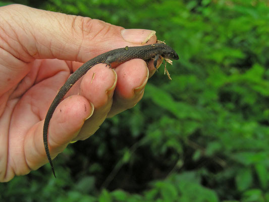 Alepoglossus angulatus - Northern Teiid