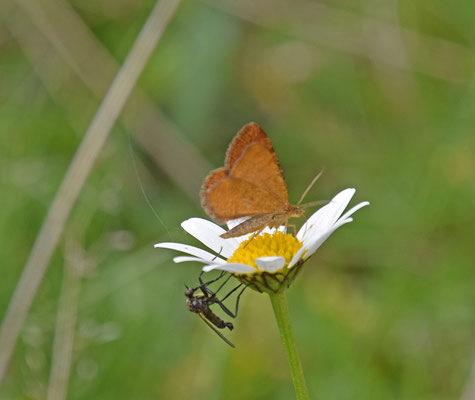 Macaria brunnata - Bosbesbruintje