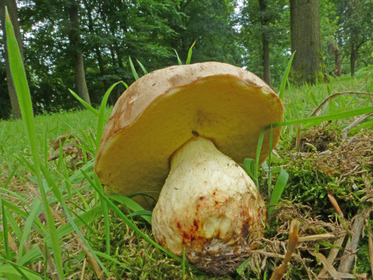 Boletus impolitus