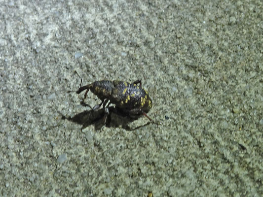 Hylobius abietis - Grote dennensnuitkever