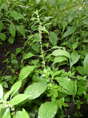 Parietaria officinalis - Groot glaskruid