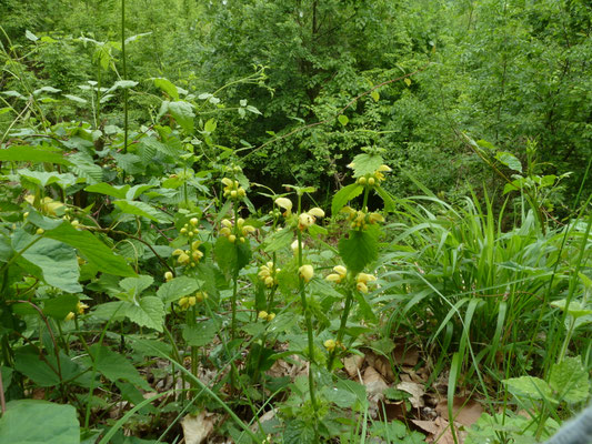 Lamiastrum galeobdolon montanum - Grote gele dovenetel