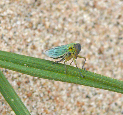 Cicadella viridis - Groene rietcicade