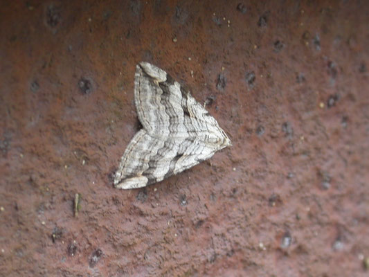 Aplocera efformata - Sint-Janskruidblokspanner