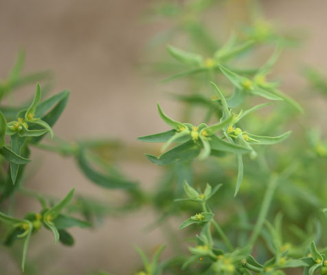 Euphorbia exigua - Kleine wolfsmelk
