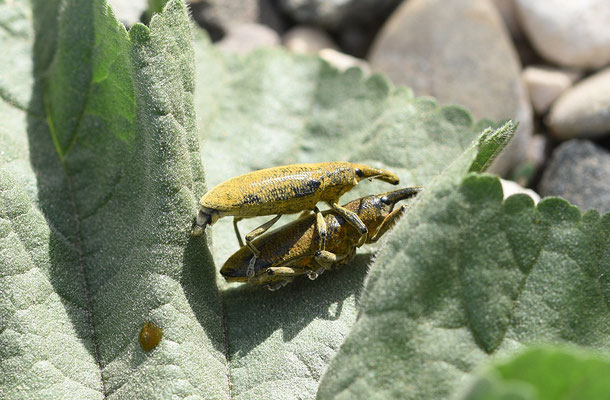 Lixus pulverulentus