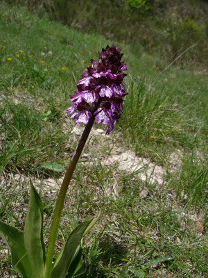 Orchis purpurea - Purperorchis of Bruine orchis