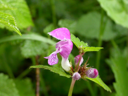 Lamium maculatum - Gevlekte dovenetel
