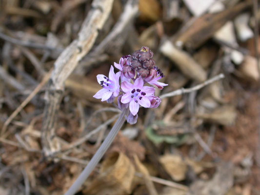 Scilla autumnalis - Herfststerhyacinth