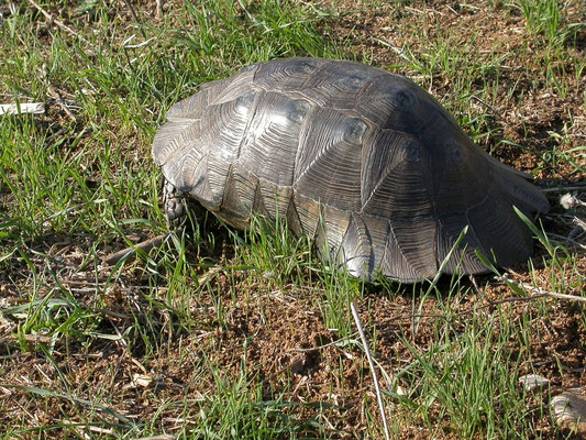 dwergklokschildpad